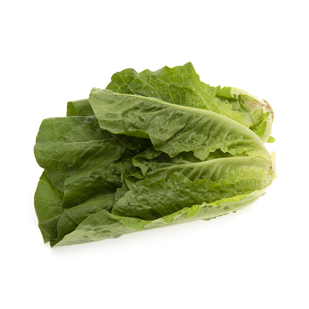 Lechuga Romana Criolla